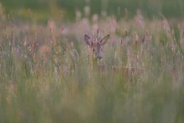 Alert young deer hidden between the high grass at dawn