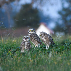 horned owl