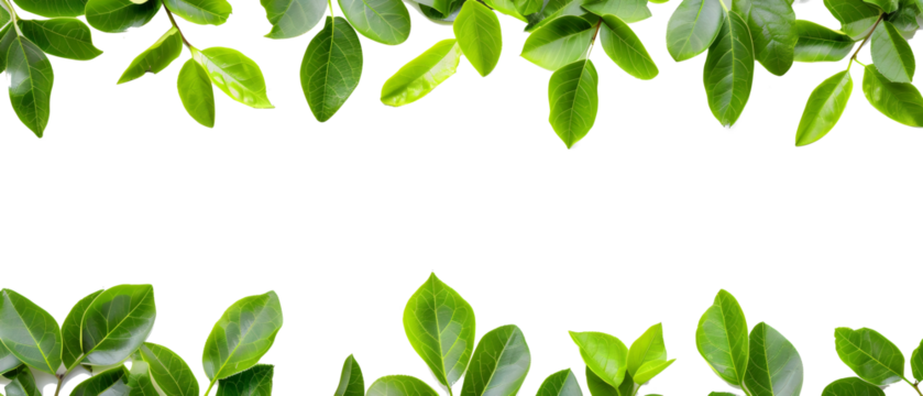green leaves frame boarder isolated png transparent background