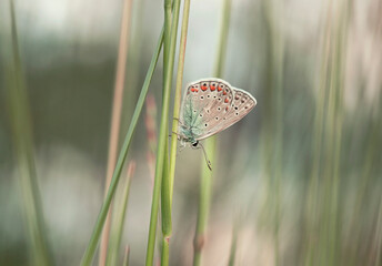 Kolorowy motyl Modraszek Ikar na łące.