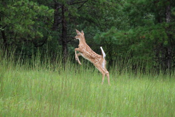 spotted deer fawn running, leaping and playing in the grass