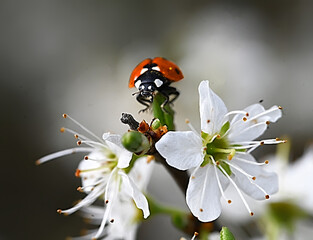 Marienkäfer auf Blüte