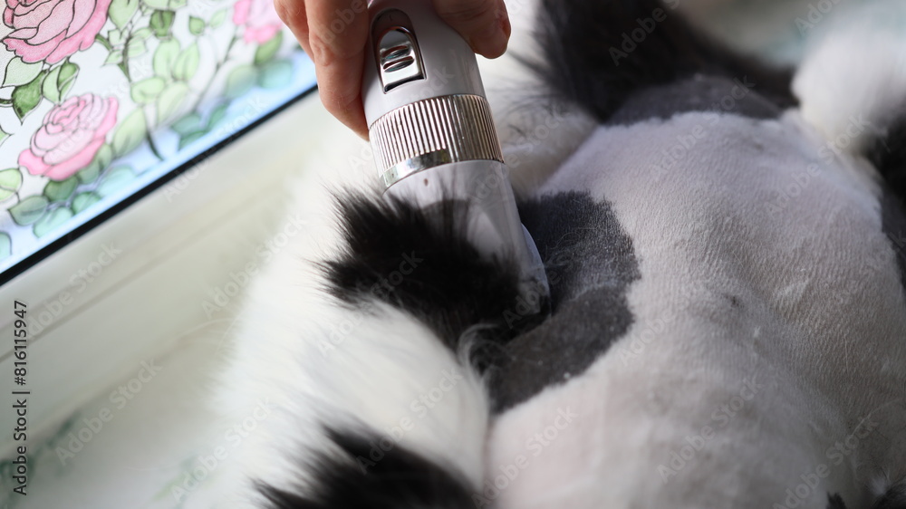 Poster cat laying on its back with a person's hand holding an electronic device. suitable for technology an