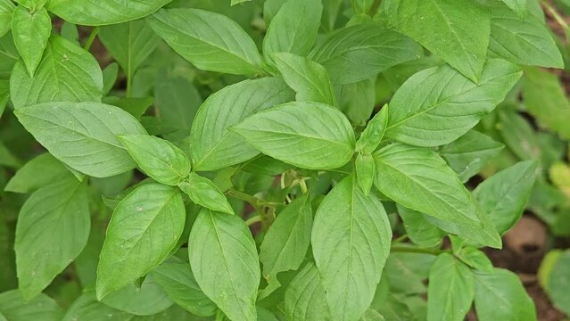 sweet basil leaves