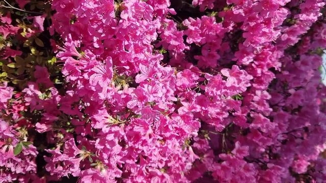 Rhododendron blossom. Shrubs blooming with pink and purple flowers, Ericaceae. Flowers of bright colors, close-up. Blooming rhododendrons in a park or botanical garden. Natural background