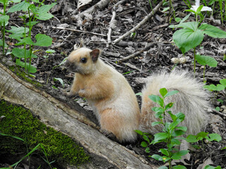 Special first ever encounter with the elusive blonde squirrel .