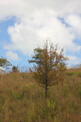 Plants growing in the fields in autumn.