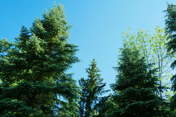 Forest of spruce trees, view from below.