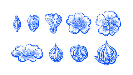 Blue flax flower, linen seed Vector hand drawn set