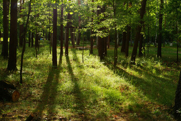 Sunlight in the green forest. Natural background. Sunlight in the forest.