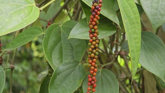 peppercorn on tree