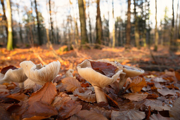 Clitocybe nebularis or clouded agaric mushroom in the autumn forest, colorful foliage and trees, edible fungus with water in the cap