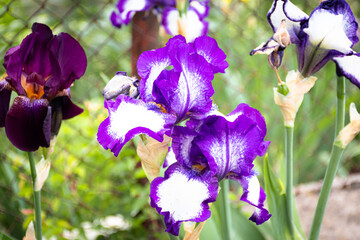Beautiful iris flowers near the fence