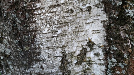 Natural birch bark and wood texture pattern