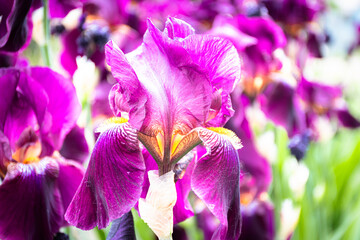 Purple Iris flower, garden plant