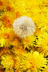 Vertical photo of a white dandelion against a background of yellow dandelions.