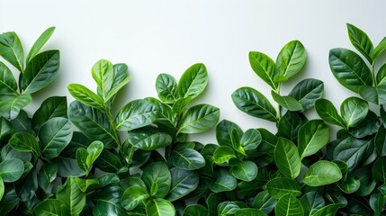 Lush green leaves on white background