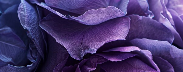 Close-up of delicate purple flower petals with soft textures