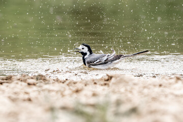 wagtail bird washing cleaning bathing itself in the water with drops and splashes