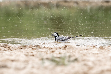 wagtail bird washing cleaning bathing itself in the water with drops and splashes