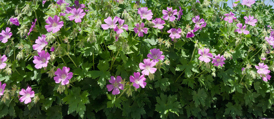 Geranium 'Sirak', variety of cranesbill  for ground cover. Lobed and wrinkled medium-green leaves constrasting with light pink flowers with dark veins and white eye from late spring to mid-summer

