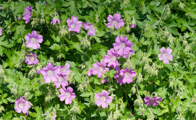 Geranium hybrid gracile 'Sirak' or cranesbill. Candy pink flowers veined with purple and white eye and dark green, cut, abundant foliage, producing an excellent decorative ground cover