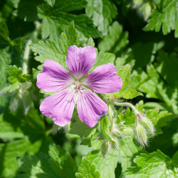 Geranium hybrid gracile 'Sirak' or cranesbill. Bushy plant with rounded, lobed lilac flower with nodding buds on upright stems bearing medium-green slightly wrinkled foliage