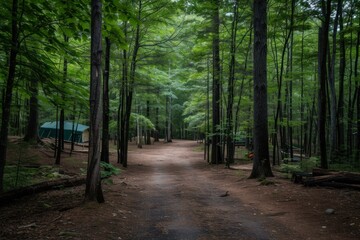 Serene pathway through a lush forest with tents set up for camping among the trees