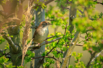 Cetti's warbler, cettia cetti, bird singing and perched