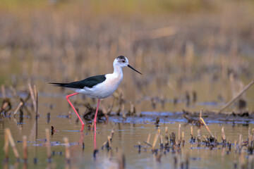 Black-necked stilt, Himantopus Himantopus, wader bird posing and foraging.