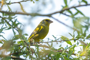Greenfinch Chloris chloris bird singing