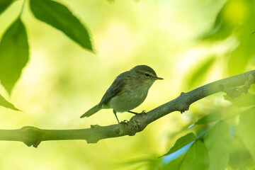 Common chiffchaff bird Phylloscopus collybita