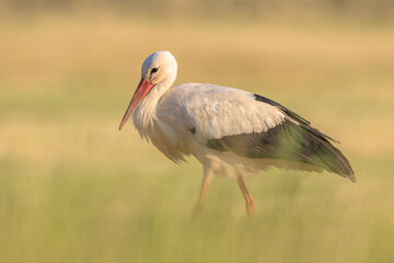 Stork, Ciconia ciconia, foraging in grass