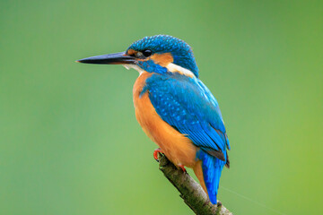 Close up of a Kingfisher, Alcedo Atthis, fishing