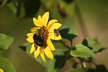 bee on yellow flower