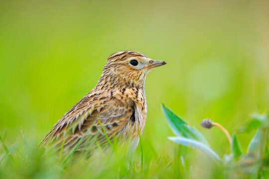 Eurasian skylark bird Alauda arvensis bird in a meadow