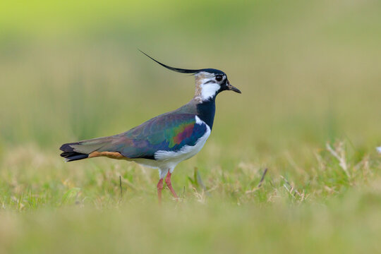 Northern lapwing, Vanellus vanellus, wading bird in a meadow