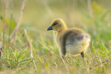Greylag goose chick, Anser anser, in a meadow