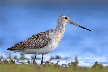 Bar-tailed Godwit, Limosa lapponica, foraging in a green meadow