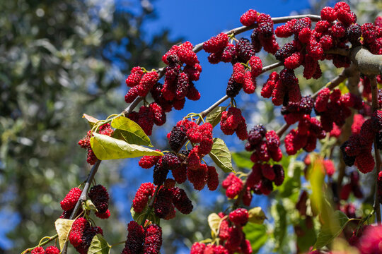 mulberry tree close-up images