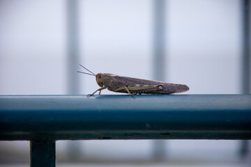 Grasshopper perched gracefully on metal railing, showcasing nature's beauty in urban settings.