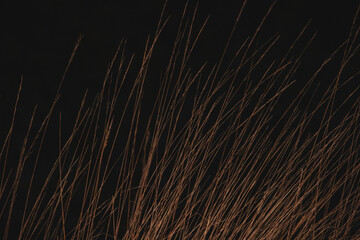 An abstract view of long grass