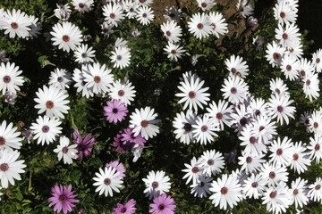 White and pink daisy flowers