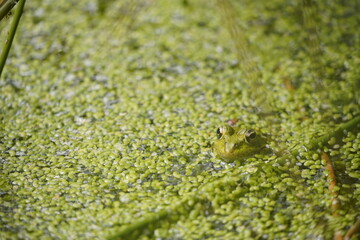Una rana observa en la charca de agua. Naturaleza. Mundo animal