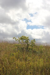 Obraz premium Plants growing in the fields in autumn.