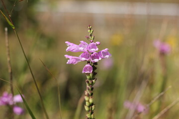flowers in the garden