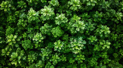 Fototapeta premium Aerial view of the Amazon rainforest in South America. Green forest. bird's eye view.