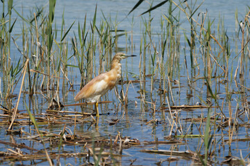 Garcilla cangrejera, Ardeola ralloides, entre carrizo en la laguna del parque natural el Hondo, España