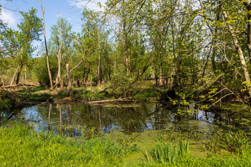 pond in the forest