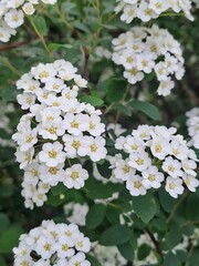 Цветы, лето, день, зеленый, лист, белый 